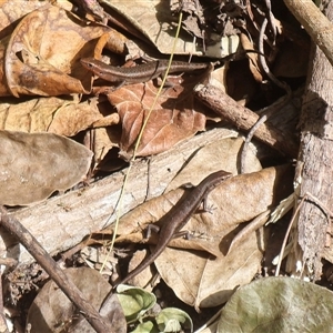 Carlia rubrigularis at Mission Beach, QLD - 7 Jul 2025 11:00 AM