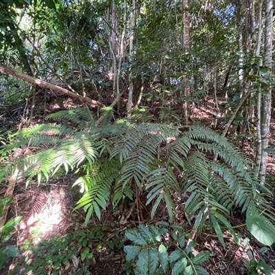 Unverified Fern or Clubmoss at Mission Beach, QLD - 7 Jul 2025 by Clarel