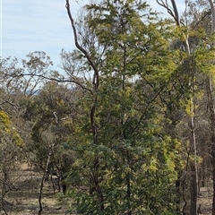 Acacia baileyana at Hackett, ACT - 17 Jul 2025 by HappyWanderer