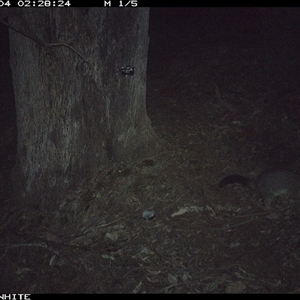 Trichosurus vulpecula (Common Brushtail Possum) at Crowther, NSW - 4 Jun 2025 by Frecko