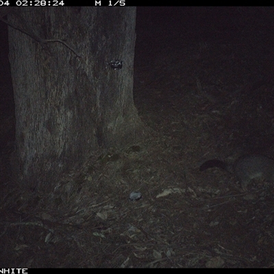 Trichosurus vulpecula (Common Brushtail Possum) at Crowther, NSW - 4 Jun 2025 by Frecko