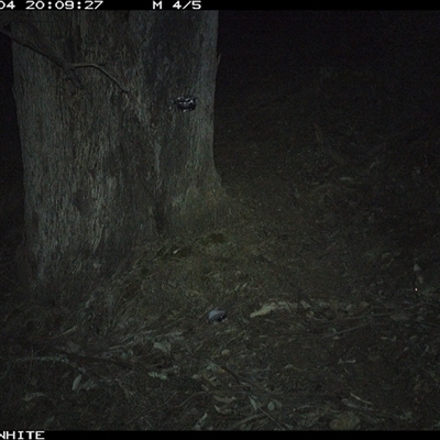 Trichosurus vulpecula (Common Brushtail Possum) at Crowther, NSW - 4 Jun 2025 by Frecko