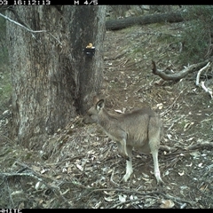 Macropus giganteus (Eastern Grey Kangaroo) at Crowther, NSW - 3 Jun 2025 by Frecko