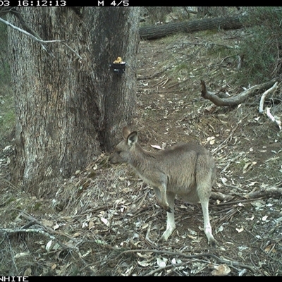 Macropus giganteus (Eastern Grey Kangaroo) at Crowther, NSW - 3 Jun 2025 by Frecko