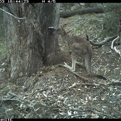 Macropus giganteus (Eastern Grey Kangaroo) at Crowther, NSW - 3 Jun 2025 by Frecko