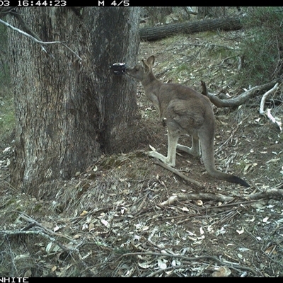 Macropus giganteus (Eastern Grey Kangaroo) at Crowther, NSW - 3 Jun 2025 by Frecko