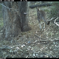 Macropus giganteus (Eastern Grey Kangaroo) at Crowther, NSW - 4 Jun 2025 by Frecko