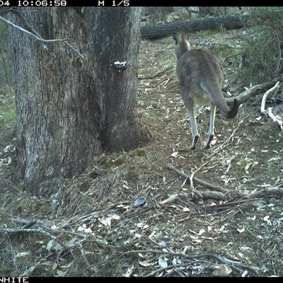 Macropus giganteus (Eastern Grey Kangaroo) at Crowther, NSW - 4 Jun 2025 by Frecko