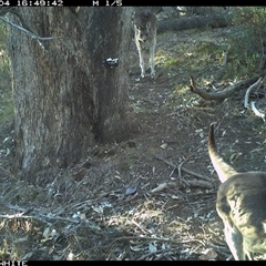 Macropus giganteus (Eastern Grey Kangaroo) at Crowther, NSW - 4 Jun 2025 by Frecko