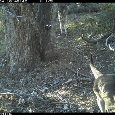 Macropus giganteus (Eastern Grey Kangaroo) at Crowther, NSW - 4 Jun 2025 by Frecko