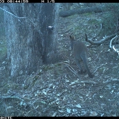 Wallabia bicolor (Swamp Wallaby) at Crowther, NSW - 3 Jun 2025 by Frecko