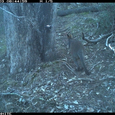 Wallabia bicolor (Swamp Wallaby) at Crowther, NSW - 3 Jun 2025 by Frecko
