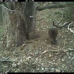 Wallabia bicolor (Swamp Wallaby) at Crowther, NSW - 6 Jun 2025 by Frecko