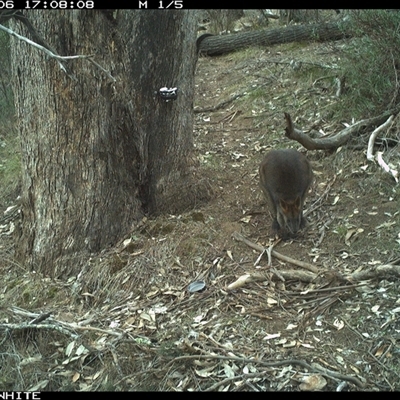 Wallabia bicolor (Swamp Wallaby) at Crowther, NSW - 6 Jun 2025 by Frecko