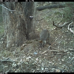 Wallabia bicolor (Swamp Wallaby) at Crowther, NSW - 6 Jun 2025 by Frecko