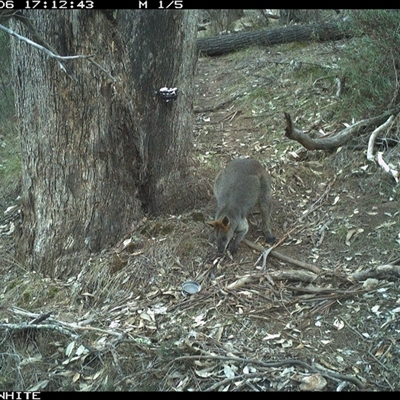 Wallabia bicolor (Swamp Wallaby) at Crowther, NSW - 6 Jun 2025 by Frecko