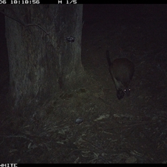 Wallabia bicolor (Swamp Wallaby) at Crowther, NSW - 6 Jun 2025 by Frecko