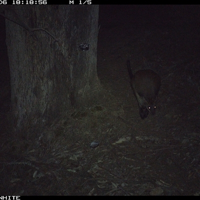 Wallabia bicolor (Swamp Wallaby) at Crowther, NSW - 6 Jun 2025 by Frecko