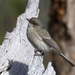 Pachycephala pectoralis at Yarrow, NSW - Today by jb2602