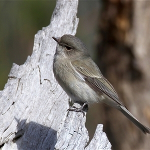 Pachycephala pectoralis at Yarrow, NSW - Yesterday by jb2602