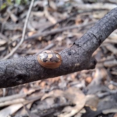 Unverified Insect by Dron
