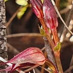 Acianthus collinus (Inland Mosquito Orchid) by Bubbles