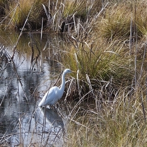 Ardea alba at Dunlop, ACT - Yesterday by johnpugh