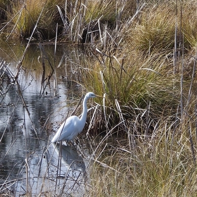 Ardea alba at Dunlop, ACT - Yesterday by johnpugh