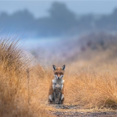 Vulpes vulpes (Red Fox) at Dunlop, ACT - Yesterday by johnpugh