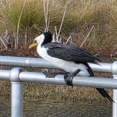 Phalacrocorax varius at Dunlop, ACT - Yesterday by johnpugh