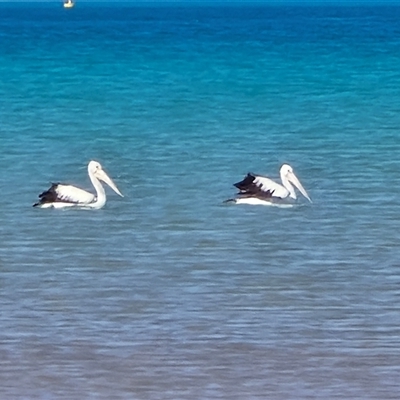 Pelecanus conspicillatus by Mike