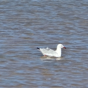 Chroicocephalus novaehollandiae at Minyirr, WA - Yesterday by Mike