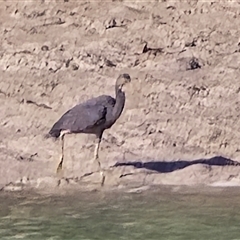 Unverified Colonial nesters (Herons, Cormorants, etc) at Broome, WA - Yesterday by Mike