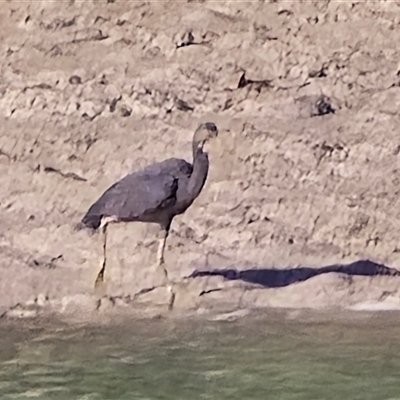 Unverified Colonial nesters (Herons, Cormorants, etc) at Broome, WA - Yesterday by Mike