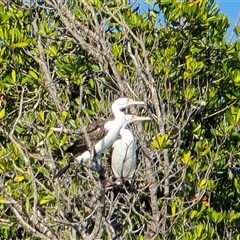 Unverified Colonial nesters (Herons, Cormorants, etc) at Broome, WA - Yesterday by Mike