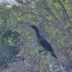 Unverified Water bird at Broome, WA - Yesterday by Mike