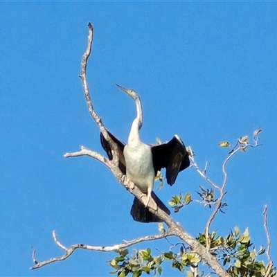 Anhinga novaehollandiae at Broome, WA - Yesterday by Mike