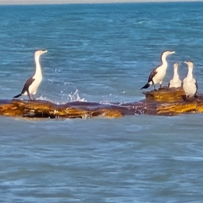 Unverified Colonial nesters (Herons, Cormorants, etc) at Roebuck, WA - Today by Mike