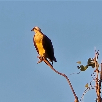 Haliaeetus leucogaster at Roebuck, WA - Today by Mike