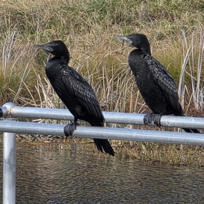 Phalacrocorax sulcirostris at Dunlop, ACT - Yesterday by johnpugh