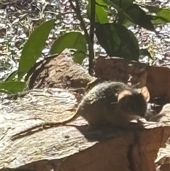 Antechinus flavipes at Woolgarlo, NSW - 19 Jul 2025 by SustainableSeg