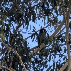 Zanda funerea at Camden South, NSW - Today by MandyandScott