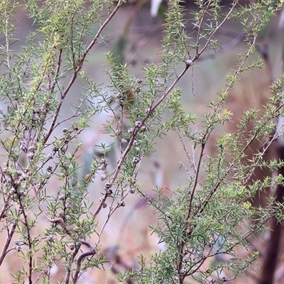 Leptospermum obovatum at Baranduda, VIC - 13 Jul 2025 by KylieWaldon