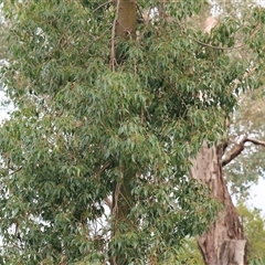 Brachychiton populneus subsp. populneus at Baranduda, VIC - 13 Jul 2025 by KylieWaldon