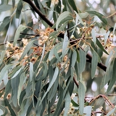 Eucalyptus dives at Baranduda, VIC - 13 Jul 2025 by KylieWaldon