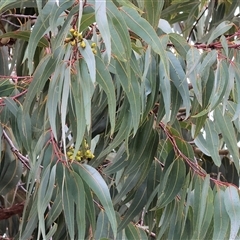 Eucalyptus bridgesiana at Baranduda, VIC - 13 Jul 2025 by KylieWaldon
