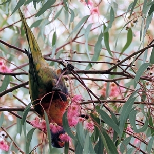 Trichoglossus moluccanus at Baranduda, VIC - 13 Jul 2025 by KylieWaldon