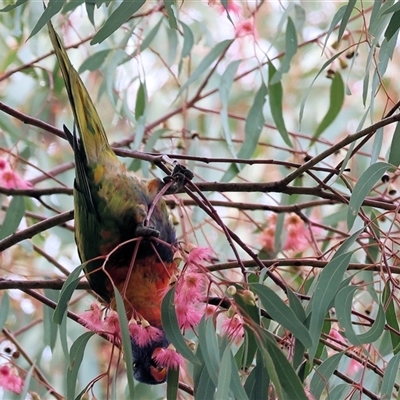 Trichoglossus moluccanus at Baranduda, VIC - 13 Jul 2025 by KylieWaldon