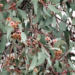 Eucalyptus bridgesiana at Baranduda, VIC - 13 Jul 2025 by KylieWaldon