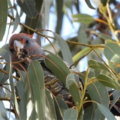 Callocephalon fimbriatum (Gang-gang Cockatoo) at Fisher, ACT - Yesterday by LineMarie
